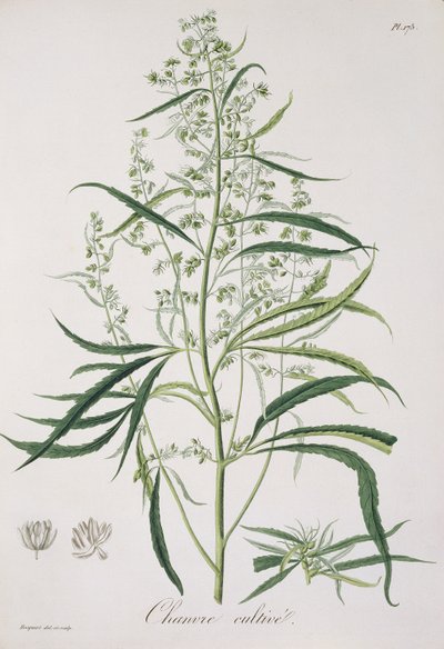 Cannabis Sativa de 