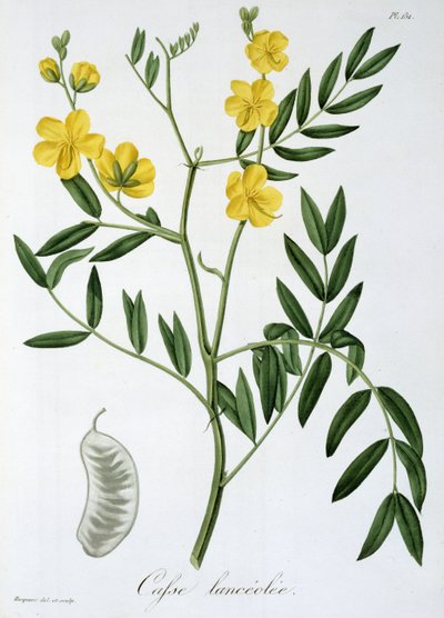 Cassia de 