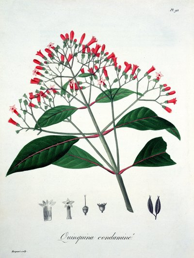 Cinchona de 
