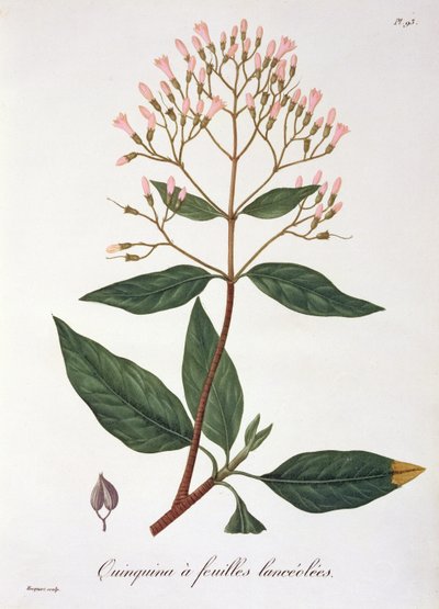 Cinchona de 
