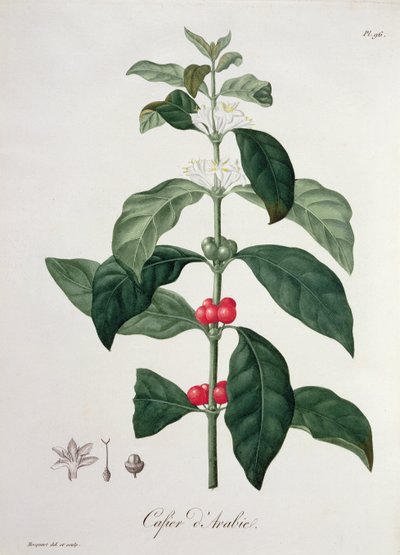 Coffea Arabica de 