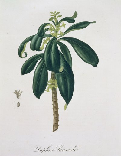 Daphne Laureda de 