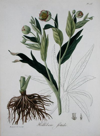 Helleborus Foetidus de 