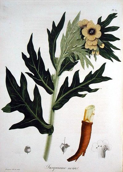 Beleño de 