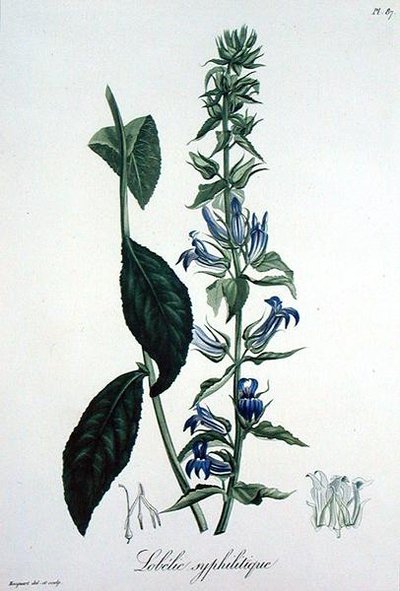 Lobelia Siphilitica de 