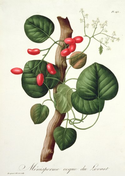 Menispermum de 