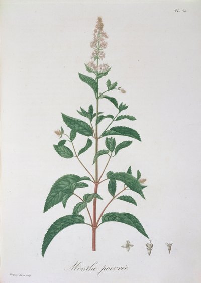 Mentha Piperita de 