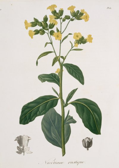 Nicotiana de 