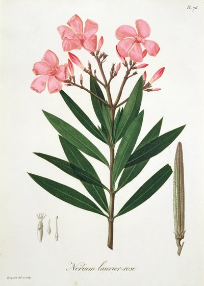 Adelfa de 