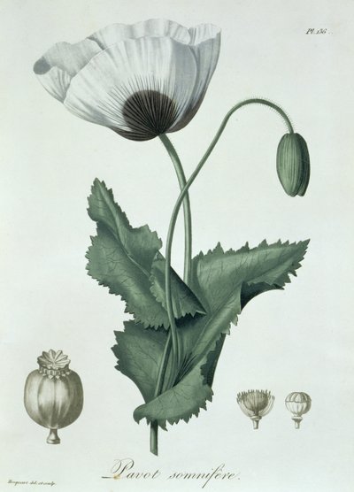Papaver Somniferum de 