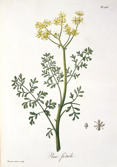 Ruda de 
