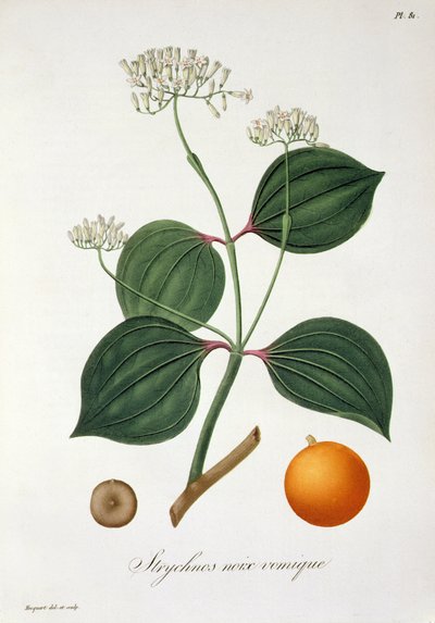 Strychnos nux vomica de 