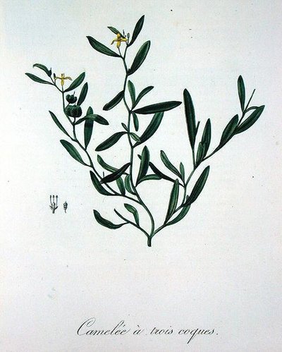 Camelia de tres conchas de 
