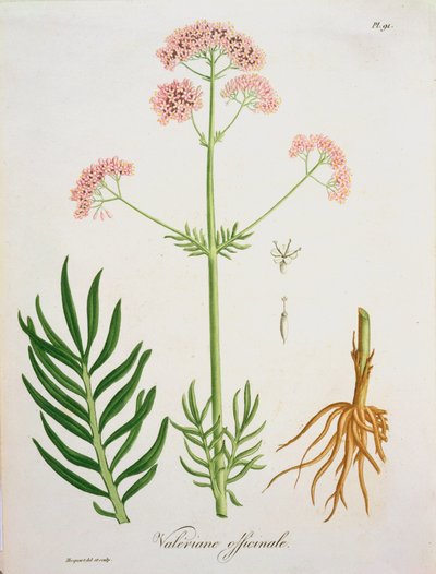 Valeriana de 