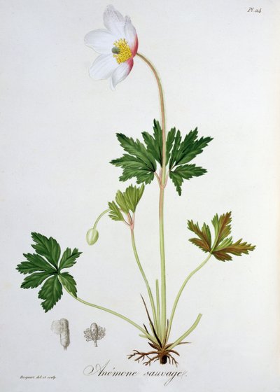 Anémona de los bosques de 