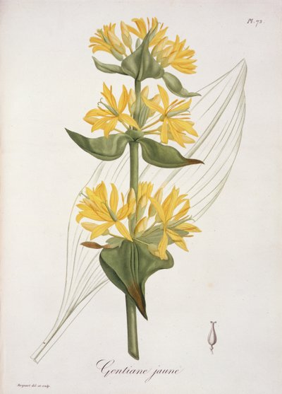 Genciana amarilla de 