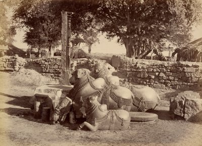 Toros sagrados en el fuerte de Warungal de Lala Deen Dayal