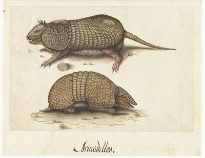 Hoja de álbum con dos armadillos
Armadillos de Lambert Lombard (rejected attribution)