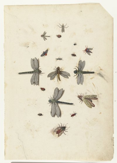 Libélulas e insectos voladores de Lambert Lombard