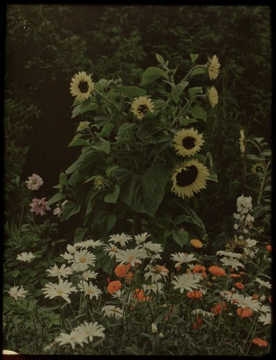 Jardín de la casa Kersbergen, Zeist, incluidos los girasoles de Lambertus Hendrik van Berk