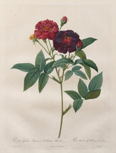 Las rosas: Rosa Gallica Purpurea Velutina Parva de Langlois