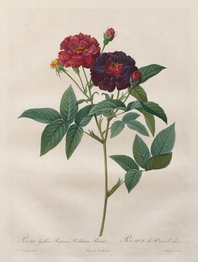 Las Rosas: Rosa Gallica Purpurea Velutina Parva, 1817-1824 de Langlois
