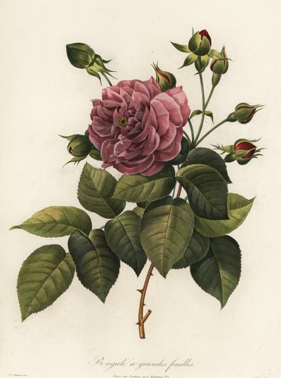 Rosa de Bengala, variedad Rosa chinensis, Bengale a grandes feuilles de Langlois Langlois