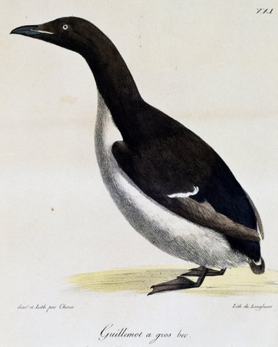 Arao de Brünnich, de Voyage pittoresque autour du monde de Langlume Langlume