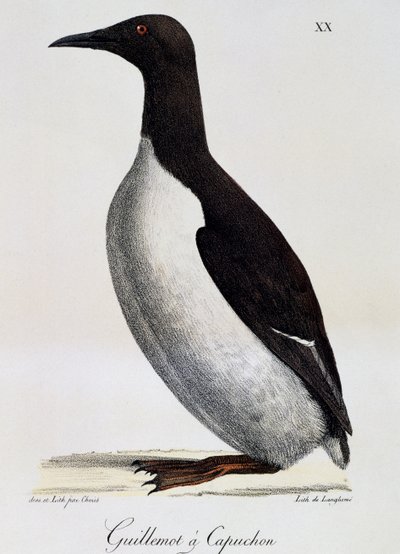 Arao común (Uria aalge), de Voyage pittoresque autour du monde de Langlume Langlume