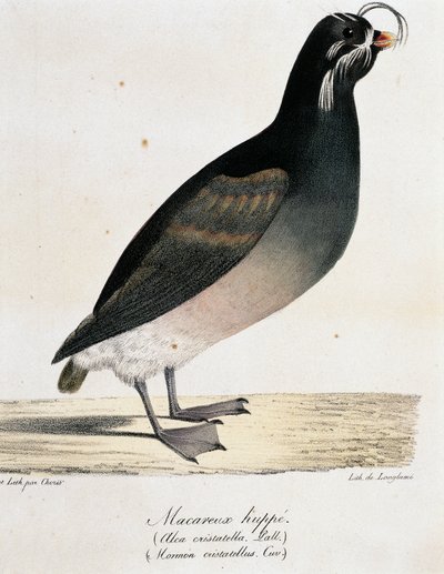 Auklet crestado (Aethia cristatella), de Voyage pittoresque autour du monde de Langlume Langlume