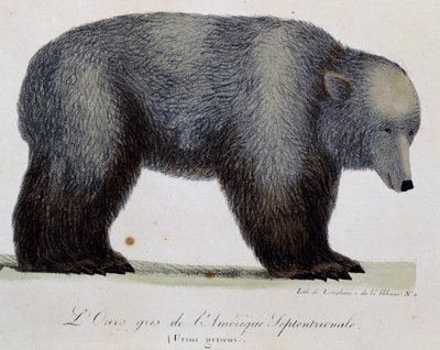 Oso gris (Ursus griseus), de Voyage pittoresque autour du monde de Langlume Langlume