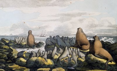 Osos marinos de la Isla de San Pablo, Alaska, de Voyage pittoresque autour du monde de Langlume Langlume