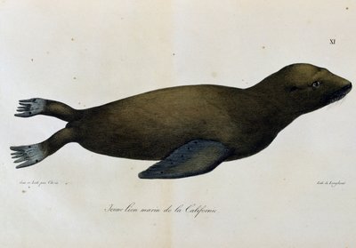 Joven león marino, California, de Voyage pittoresque autour du monde de Langlume Langlume