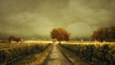 Carretera de los viñedos en otoño de Lars van de Goor †