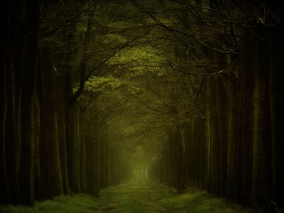 El sendero del bosque oscuro de Lars van de Goor †