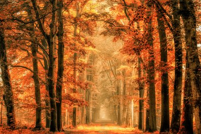  de Lars van de Goor †