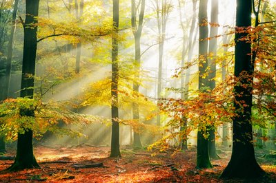  de Lars van de Goor †