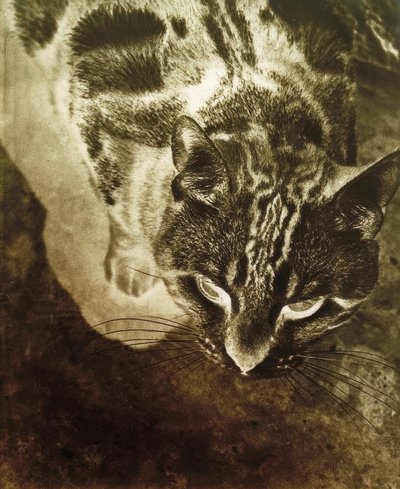 Gato (Impresión negativa) de Laszlo Moholy Nagy