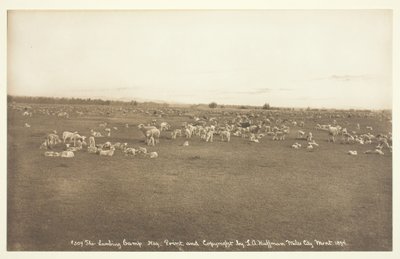 El campamento de corderos de Laton Alton Huffman