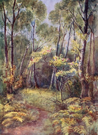 En Leigh Woods de Laura Annie Happerfield