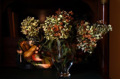 Hortensias secas de otoño de Laura Malaterra