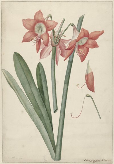 Amarilis Haoorthia Margaritiferas de Laurens Jacobsz. van der Vinne