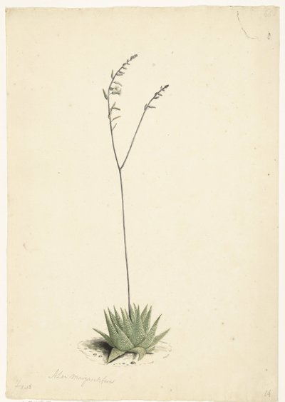 Aloe en flor de Laurens Vincentsz. van der Vinne