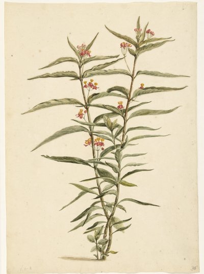 Flor ferruginosa (Asclepias curassavica) de Laurens Vincentsz. van der Vinne