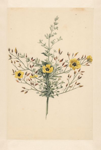 Rosa Celeste de Laurens Vincentsz. van der Vinne