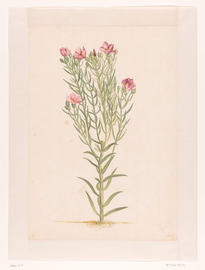 Planta con flores rosas (título en el objeto) de Laurens Vincentsz. van der Vinne