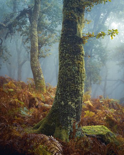 Un respiro en los pinos, 2024 (foto) de Lee Cooper