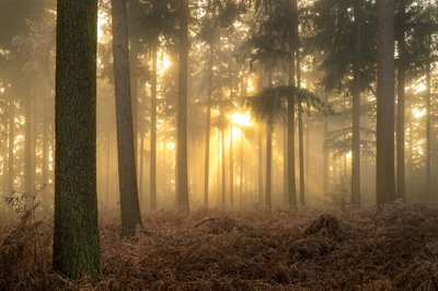 Cenizas de niebla, 2023 (foto) de Lee Cooper
