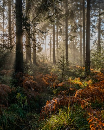 Memoria de otoño, 2023 (foto) de Lee Cooper