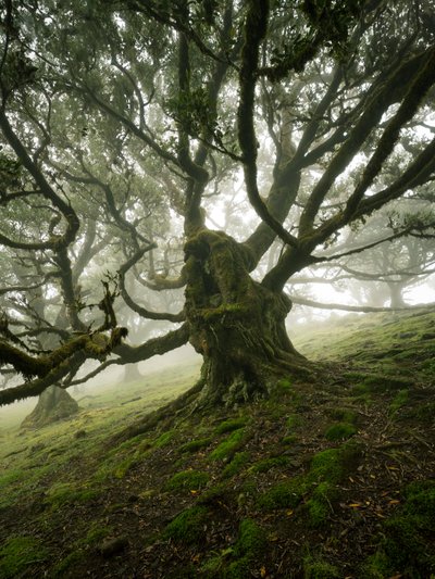 Canopy II, 2025 (foto) de Lee Cooper